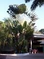 2003-04 martinique 012